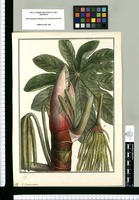 a Cecropia aspera / Brunete. Original drawing from Ruiz & Pavón's Expedition (1777-1816)