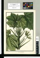 Carica septemlobata / Galvez. Original drawing from Ruiz & Pavón's Expedition (1777-1816)