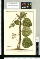 Cissampelos peltata: (masculus flos) / Fran[cis]co Pulgar. Original drawing from Ruiz & Pavón's Expedition (1777-1816)