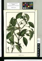 Tafalla scabra / Galvez. Original drawing from Ruiz & Pavón's Expedition (1777-1816)