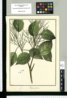 Populus glandulosa / Brunete. Original drawing from Ruiz & Pavón's Expedition (1777-1816)