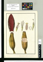 Musa, platano encarnado de las Islas de Otahiti / Francisco Pulgar. Original drawing from Ruiz & Pavón's Expedition (1777-1816)