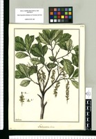 Gimbernatia obovata / Galvez. Original drawing from Ruiz & Pavón's Expedition (1777-1816)