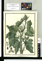 Castiglionia lobata / Ysidro Galvez. Original drawing from Ruiz & Pavón's Expedition (1777-1816)