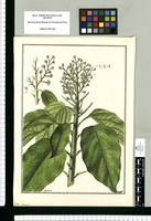 Aralia? [polygama] / Galvez. Original drawing from Ruiz & Pavón's Expedition (1777-1816)