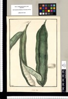 Mimosa inga / Galvez. Original drawing from Ruiz & Pavón's Expedition (1777-1816)