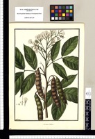 Mimosa nodosa / Galvez. Original drawing from Ruiz & Pavón's Expedition (1777-1816)