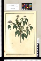 Mimosa axillaris / J[osé] G[abriel] R[ivera] del. Original drawing from Ruiz & Pavón's Expedition (1777-1816)