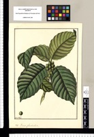 Ficus glandulosa / Fran[cis]co Pulgar. Original drawing from Ruiz & Pavón's Expedition (1777-1816)