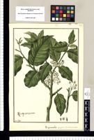 Izquierdia aggregata: flos hermaphroditus / Fran[cis]co Pulgar. Original drawing from Ruiz & Pavón's Expedition (1777-1816)