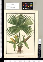 Carludovica palmata. Original drawing from Ruiz & Pavón's Expedition (1777-1816)