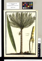 Martinezia ciliata: chonta / Brunete. Original drawing from Ruiz & Pavón's Expedition (1777-1816)