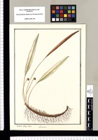 Archives: Drawings of the Royal Botanical Expedition to the