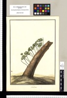 Marchantia / Galvez. Original drawing from Ruiz & Pavón's Expedition (1777-1816)