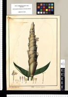 Maranta argentea / Xav[ier] Cor[té]s y Alcozer del. Original drawing from Ruiz & Pavón's Expedition (1777-1816)