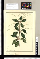 Peperomiae?: Genus accedens [Peperomia pavoniana] / Fran[cis]co Pulgar. Original drawing from Ruiz & Pavón's Expedition (1777-1816)