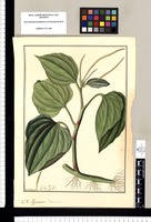 Peperomia dependens / Fran[cis]co Pulgar. Original drawing from Ruiz & Pavón's Expedition (1777-1816)