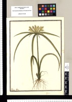 Cyperus / Ysidro Galbez. Original drawing from Ruiz & Pavón's Expedition (1777-1816)