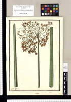 Scirpus: totora / Ysidro Galvez. Original drawing from Ruiz & Pavón's Expedition (1777-1816)