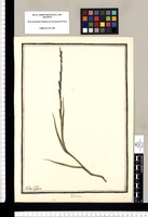 Paspalum / Ysidro Galvez. Original drawing from Ruiz & Pavón's Expedition (1777-1816)