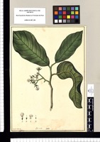 Gen. nov. [Aspidosperma myristicifolium]/ Xavier Cortés del. Original drawing from Ruiz & Pavón's Expedition (1777-1816)