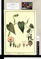 Convolvulus [phoeniceus] / Xav[ier] Cort[és] y Alc[cocer] del. Original drawing from Ruiz & Pavón's Expedition (1777-1816)