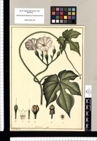 Ipomoea / Xavier Cortés del. Original drawing from Ruiz & Pavón's Expedition (1777-1816)