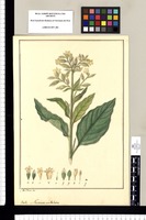 Nicotiana undulata / Jose Rivera del. Original drawing from Ruiz & Pavón's Expedition (1777-1816)