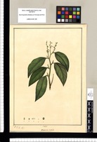 Varronia nitida / J[osé] G[abriel] R[ivera] del. Original drawing from Ruiz & Pavón's Expedition (1777-1816)