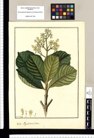 Psychotria? lutea / Fran[cis]co Pulgar. Original drawing from Ruiz & Pavón's Expedition (1777-1816)