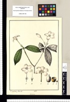Gardenia / Xavier Cortes y Alcoser, del. Original drawing from Ruiz & Pavón's Expedition (1777-1816)