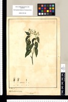 Hirtella? [americana], Indeterminata / Jose Rivera del. Original drawing from Ruiz & Pavón's Expedition (1777-1816)