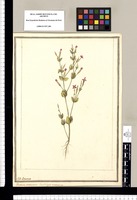 Gentiana americana, Canchalagua cimarrona / J[ose]ph Brunete. Original drawing from Ruiz & Pavón's Expedition (1777-1816)