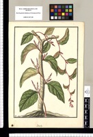 Basella / Fran[cis]co Pulgar. Original drawing from Ruiz & Pavón's Expedition (1777-1816)