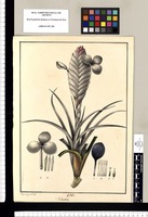 Tillandsia / Xav[ier] Cor[tés] y Al[cocer] del. Original drawing from Ruiz & Pavón's Expedition (1777-1816)
