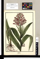 Asphodelus / Galvez. Original drawing from Ruiz & Pavón's Expedition (1777-1816)