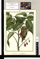 Guarea purpurea: Yecheñor / G[álvez Isidro]. Original drawing from Ruiz & Pavón's Expedition (1777-1816)