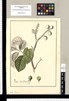 Paulinia [subrotunda]. Original drawing from Ruiz & Pavón's Expedition (1777-1816)