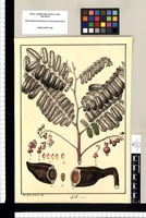 Cassia? / Jose Gab[riel] Rivera del. Original drawing from Ruiz & Pavón's Expedition (1777-1816)
