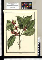 Heisteria [coccinea] / Galvez. Original drawing from Ruiz & Pavón's Expedition (1777-1816)