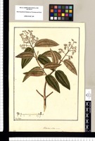 Melastoma nitida, nostra / Fran[cis]co Pulgar. Original drawing from Ruiz & Pavón's Expedition (1777-1816)