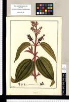 Melastoma crenata [sic] / Fran[cis]co Pulgar. Original drawing from Ruiz & Pavón's Expedition (1777-1816)