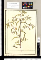 Jussaeia [sic] (frutticosa) salicifolia / J[ose]ph Brunete. Original drawing from Ruiz & Pavón's Expedition (1777-1816)