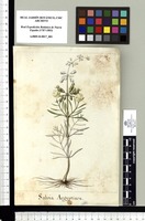 Salvia Aegyptiaca. Original drawing from Sessé & Mociño's Expedition (1787-1803)