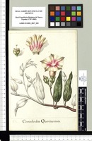 Convolvulus Queretarensis. Original drawing from Sessé & Mociño's Expedition (1787-1803)