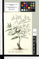 Rauwolfia Oppositiflora. Original drawing from Sessé & Mociño's Expedition (1787-1803)