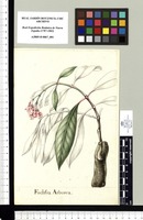 Fuchsia Arborea. Original drawing from Sessé & Mociño's Expedition (1787-1803)
