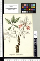 Bignonia Leucoxylon. Original drawing from Sessé & Mociño's Expedition (1787-1803)