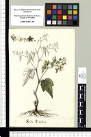 Sida Triloba. Original drawing from Sessé & Mociño's Expedition (1787-1803)