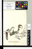 Aristolochia Sagittifolia. Original drawing from Sessé & Mociño's Expedition (1787-1803)